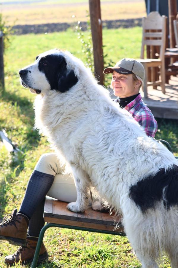 Kavalliera Pensiune Cotormani Bagian luar foto