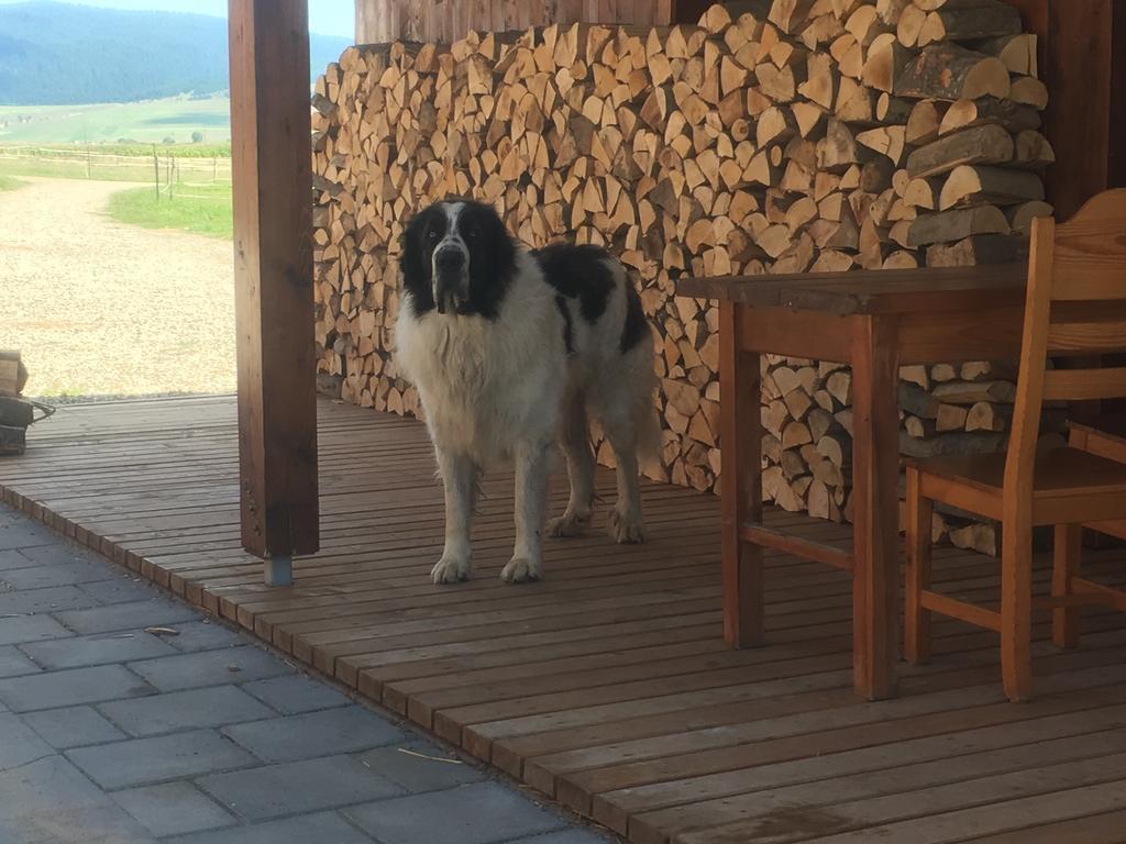 Kavalliera Pensiune Cotormani Bagian luar foto