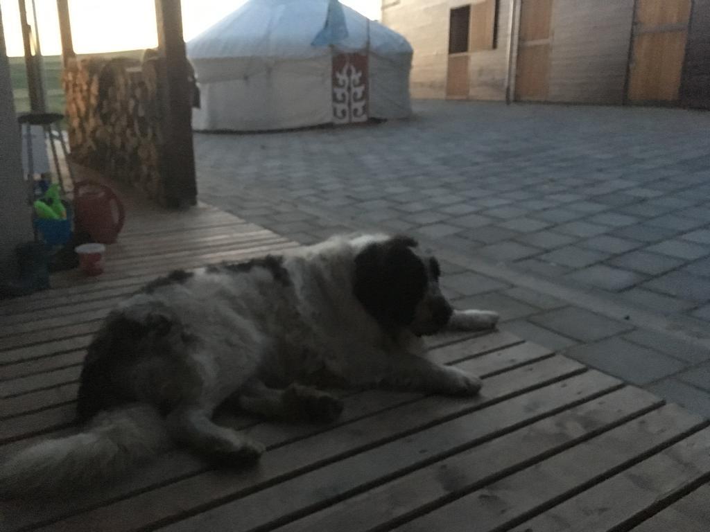 Kavalliera Pensiune Cotormani Bagian luar foto