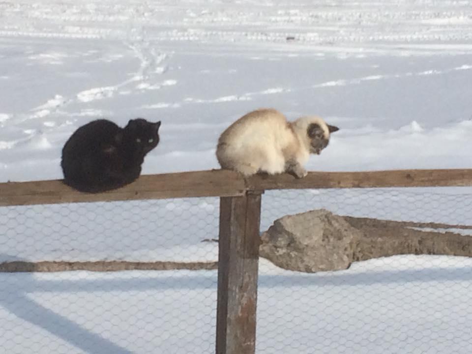 Kavalliera Pensiune Cotormani Bagian luar foto